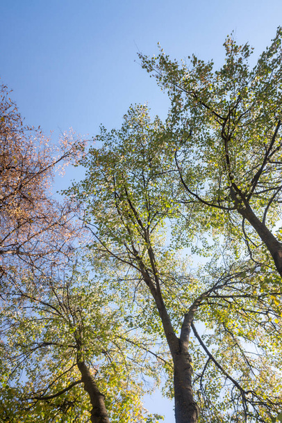 Φθινοπωρινό τοπίο, δέντρα με φωτεινά φύλλα στον ουρανό. - Φωτογραφία, εικόνα