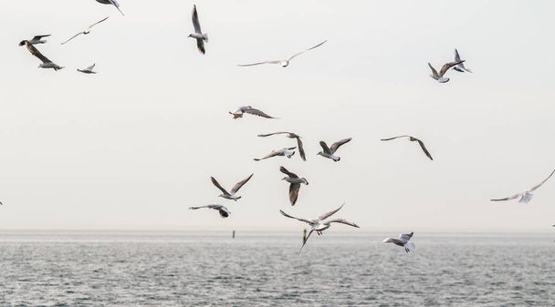 Las gaviotas vuelan sobre el fondo del mar y el cielo. - Foto, Imagen