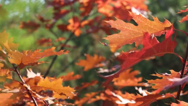 黄色の美しい素晴らしい日当たりの良い秋背景秋葉、バックライト、ボケ味、そよ風、フィールドの浅い深さ - 映像、動画