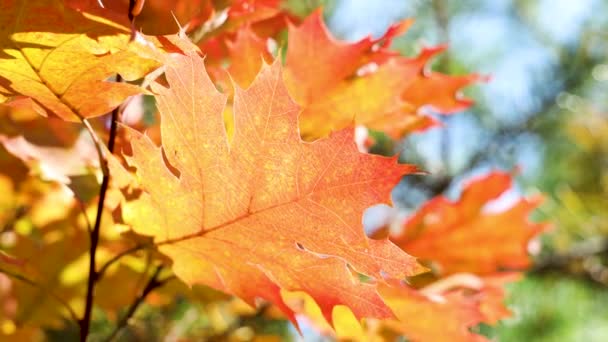 黄色の美しい素晴らしい日当たりの良い秋背景秋葉、バックライト、ボケ味、そよ風、フィールドの浅い深さ - 映像、動画