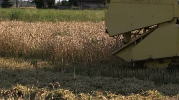 ファームのコンバインは夏に熟した小麦をカット - 映像、動画