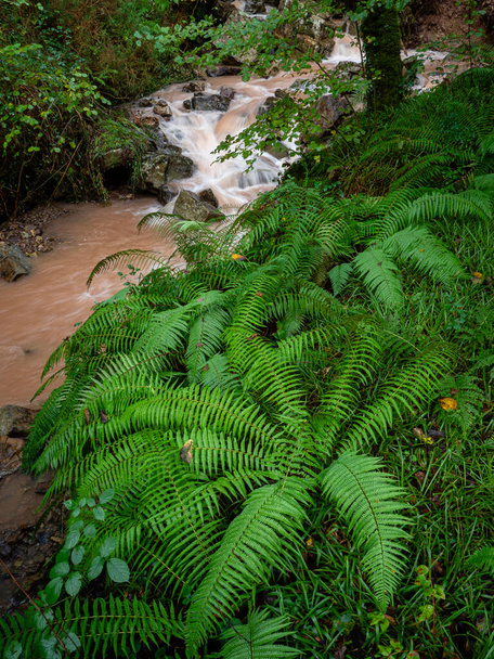 rio Bayones, parque natural del Saja-Besaya, Cantabria, Spanyolország - Fotó, kép