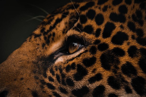 close up of a leopard head - Фото, изображение