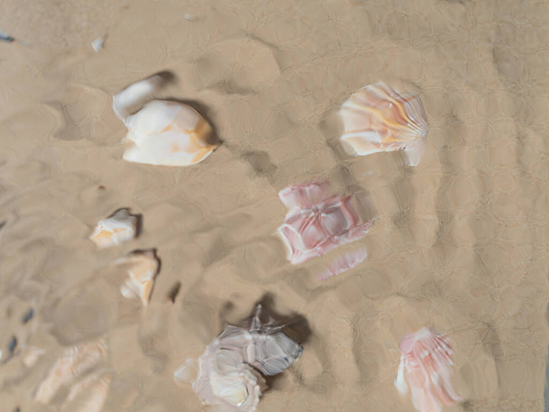 Sea shells underwater. sea composition background - Photo, Image