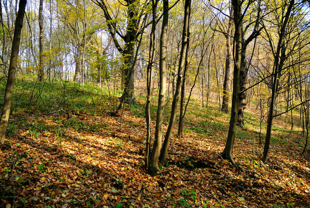 autumn nature yellow leaves  - Foto, Imagem
