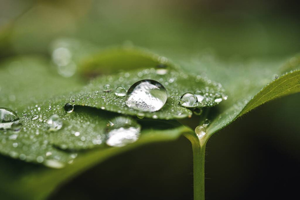 Primer plano o macro de gotas de agua en hierba verde después de la lluvia - Foto, Imagen