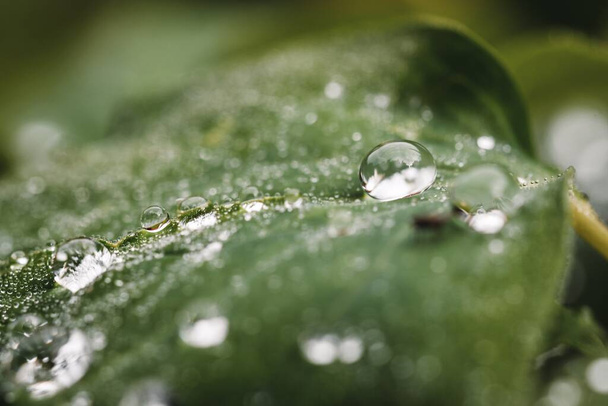 lähikuva tai makro vesipisaroita vihreä lehti sateen jälkeen - Valokuva, kuva