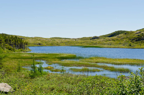 Lake in Newfoundland, Canada in summer time. - Фото, зображення