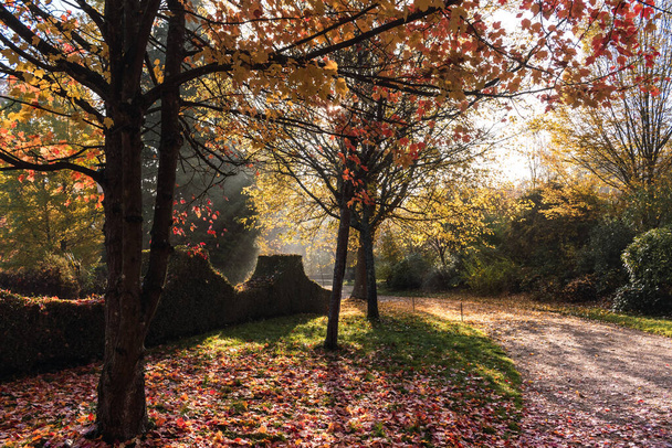 Typical autumn scene over a forest at sunrise with fallen leaves and pastel colors - Photo, Image