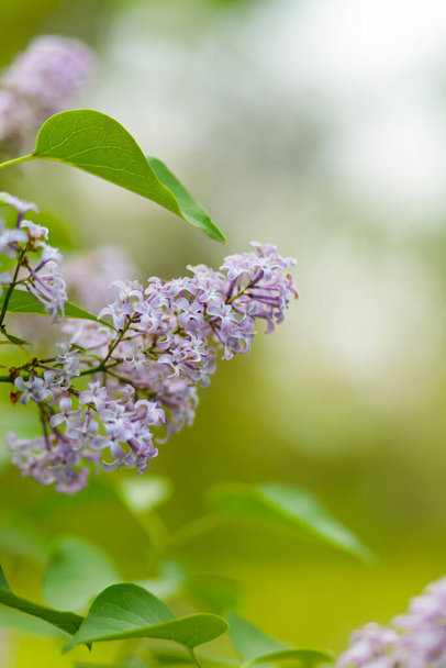 Spring lilac flowers. Purple lilac flowers on a blurred background. Copy space - Φωτογραφία, εικόνα