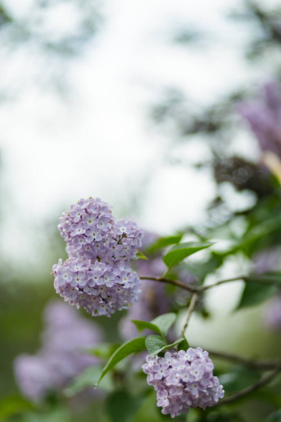 Spring lilac flowers. Purple lilac flowers on a blurred background. Copy space - Fotografie, Obrázek