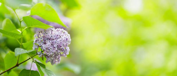 Spring lilac flowers. Purple lilac flowers on a blurred background. Copy space - Fotoğraf, Görsel