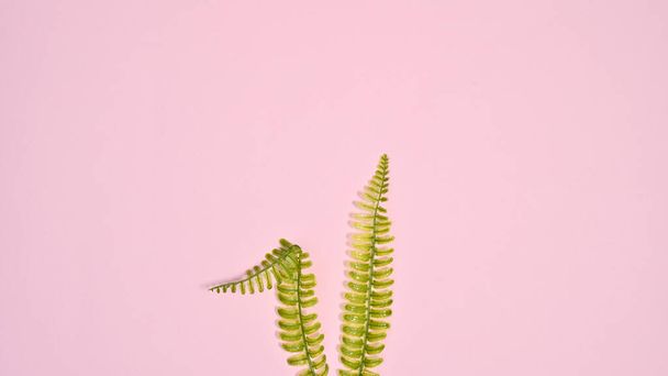 Kreative Hasenohren aus natürlichen Pflanzen auf pastellrosa Hintergrund. Flach lag minimaler kreativer Kopierraum - Foto, Bild