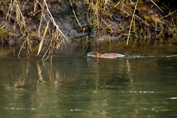 A Muskrat in a river - Photo, Image