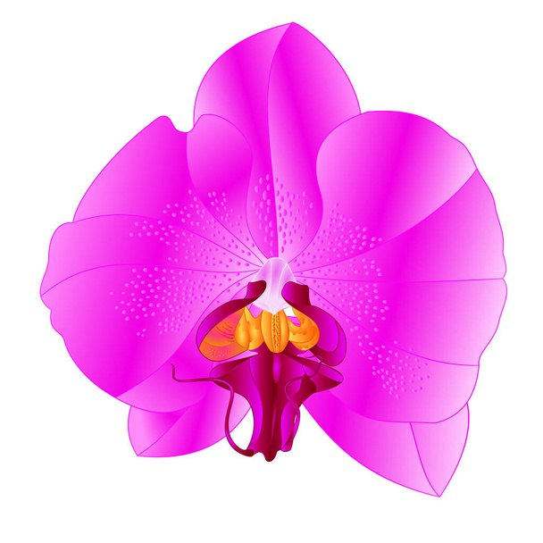 Orkide Phalaenopsis lila doğal çiçeği renklendirir. Beyaz arka plan suluboya vintage vektör çizimi el çizimi - Vektör, Görsel