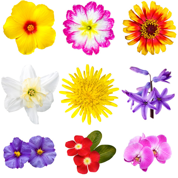 Kleurrijke bloemen knipsels - Foto, afbeelding