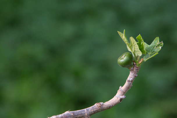fig tree sprout in sunny weather, close-up, soft focus.  - Photo, Image