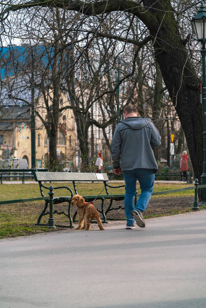 A man walks his dog on a city street on a spring day - 写真・画像