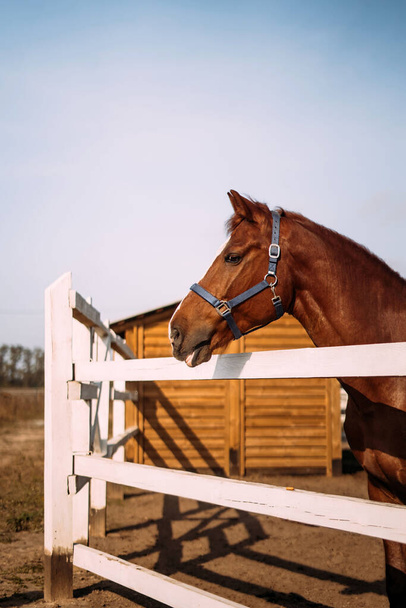 Красивая коричневая рыжая лошадь стоит в паддоке у конюшни и смотрит в сторону - Фото, изображение
