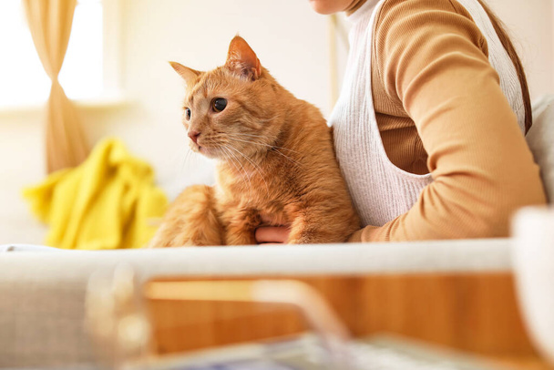Lindo gato jengibre con propietario en casa en el día de otoño - Foto, Imagen