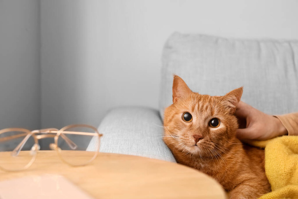 Aranyos gyömbér macska tulajdonossal otthon ősszel - Fotó, kép