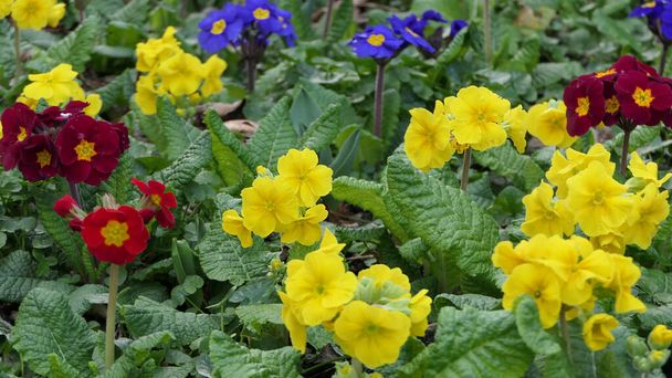Beautiful mix of colourful Primroses in a flowerbed in spring   - Photo, Image