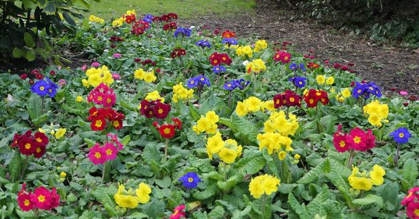 Beau mélange de primevères colorées dans un lit de fleurs au printemps   - Photo, image