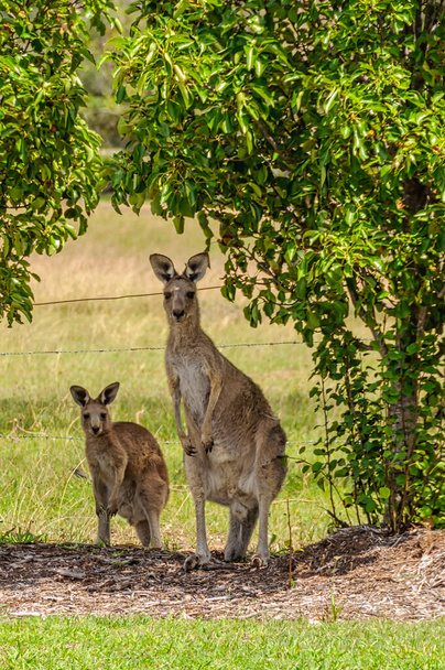 Цікаві дикі кенгуру в долині Гантера - Лавдейл (NSW, Австралія). - Фото, зображення