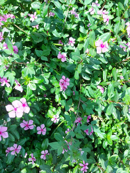 bloem van Catharanthus roseus. algemeen bekend als heldere ogen, Cape periwinkle, kerkhof plant, Madagaskar periwinkle, oude vrijster, roze periwinkle, rose periwinkle. - Foto, afbeelding