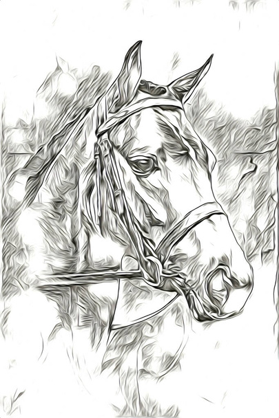 mano alzada caballo cabeza lápiz dibujo ilustrador grunge
 - Foto, Imagen