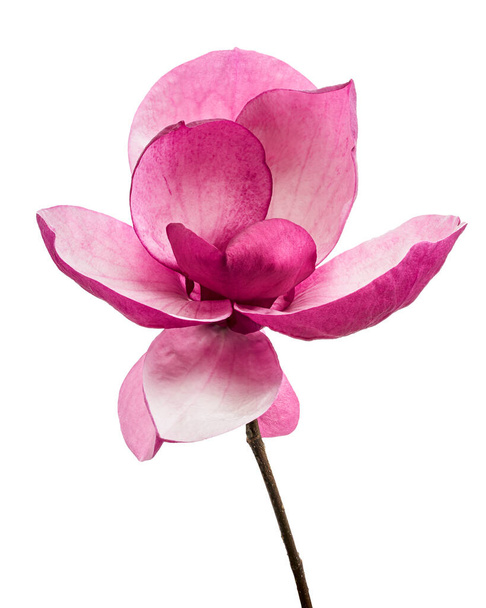 Фиолетовый цветок магнолии, цветки магнолии, изолированные на белом фоне, с обрезанной дорожкой
 - Фото, изображение
