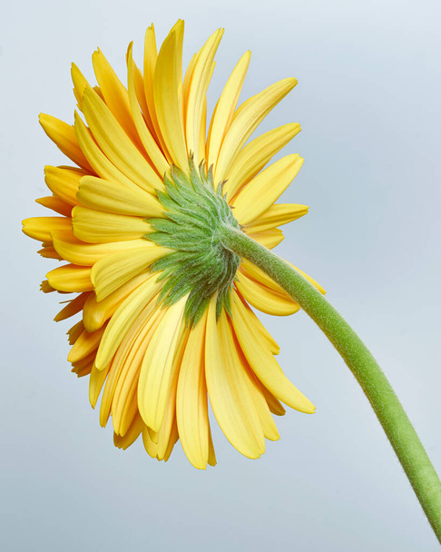 Flor amarilla de la margarita de Barberton, Gerbera jamesonii sobre fondo gris                          - Foto, Imagen