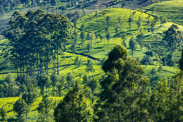 Plantación de té de Sri Lanka. Asiento de Lipton, Haputale, Sri Lanka. - Foto, Imagen