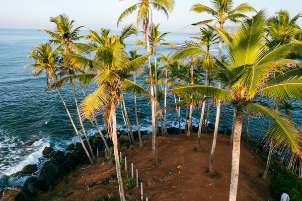 Coconut tree hill in Mirissa Beach. Sri Lanka. - 写真・画像
