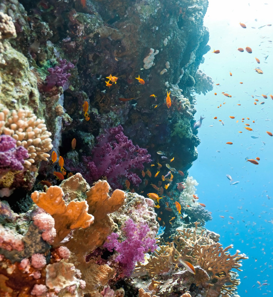 Shoal di pesci anithias sulla barriera corallina
 - Foto, immagini