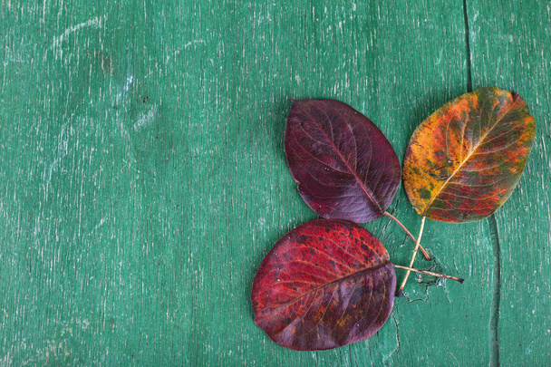 Dark red leaves on green wooden background - Photo, image