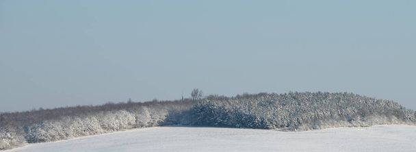 wzgórze i drzewa pod śniegiem - Zdjęcie, obraz