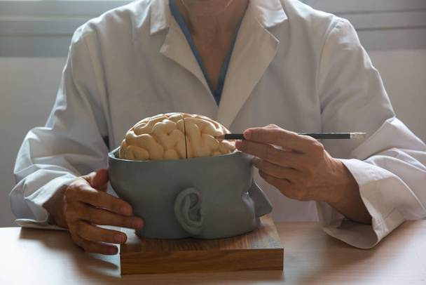 Нейрохирург, демонстрирующий анатомию модели мозга человека с помощью карандаша в медицинском кабинете - Фото, изображение