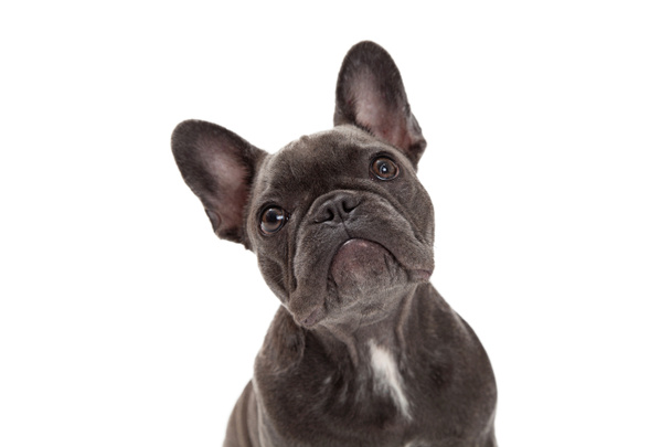 French Bulldog Closeup - Photo, Image