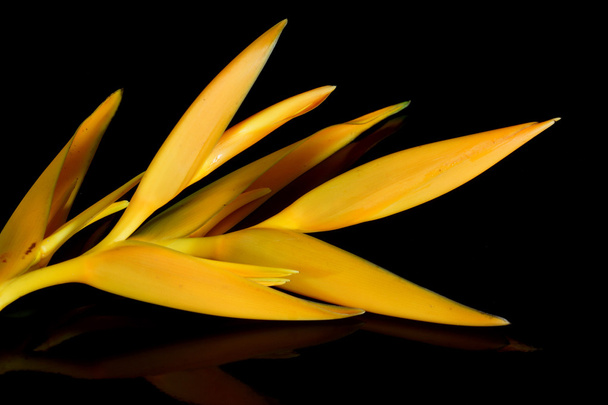 flor de heliconia tropical - Foto, Imagem