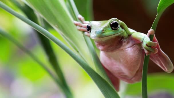 Австралійська зелена деревна жаба - Кадри, відео