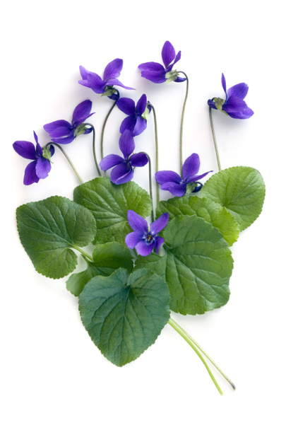Violetas
 - Foto, imagen