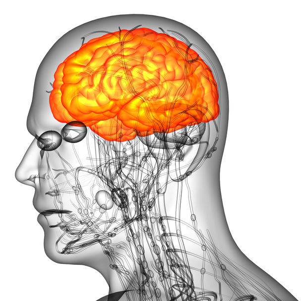 3D render ilustracja medyczny ludzkiego mózgu  - Zdjęcie, obraz