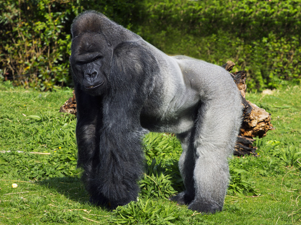 Iso uros hopea takaisin Länsi alanko gorilla
 - Valokuva, kuva