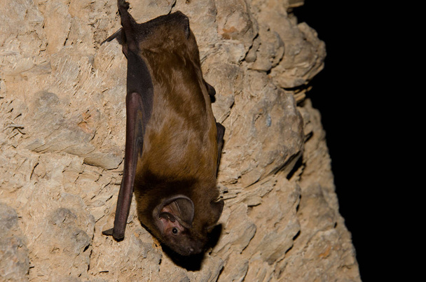 Morcego noctule maior. - Foto, Imagem