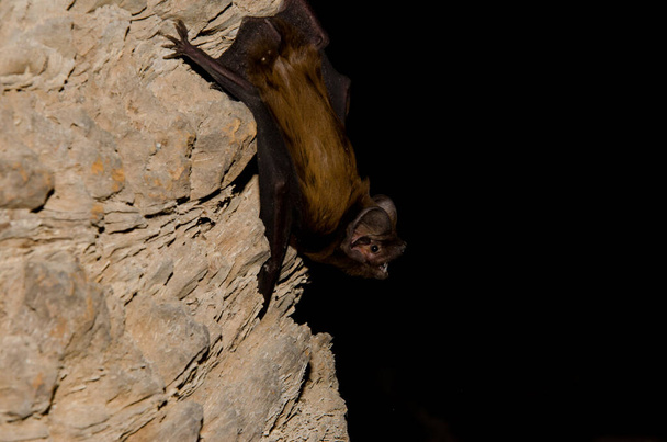 Morcego noctule maior. - Foto, Imagem