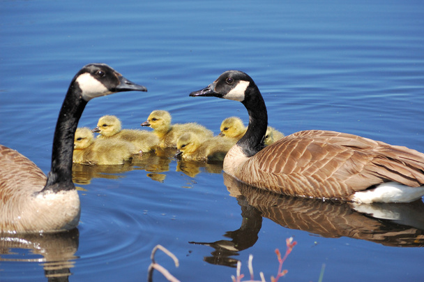 Ganso de Canadá goslings - Foto, Imagen