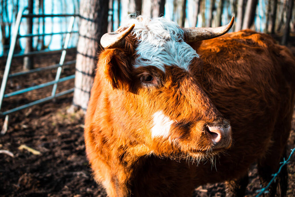 Dans les rayons du soleil couchant, une vache de Hereford se tient dans un enclos, parmi la boue et le foin. Une vache aux cheveux longs avec une fourrure brune et un museau avec une fourrure blanche. Élevage de bovins destinés à l'alimentation - viande et produits laitiers. - Photo, image