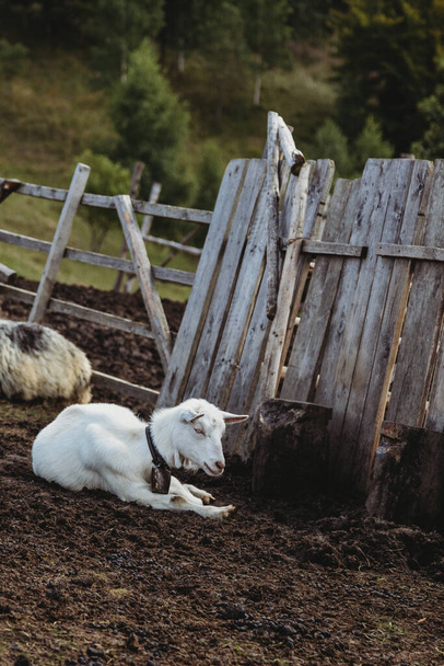 Portrait of a white goat in a meadow - Foto, Bild