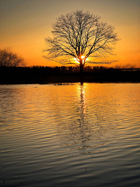 sun goes down behind a tree in a flooded meadow.  Reflection in the ripples. - 写真・画像